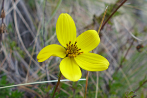 ataginango6 ataginango6