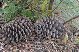 ataginango9 ataginango9