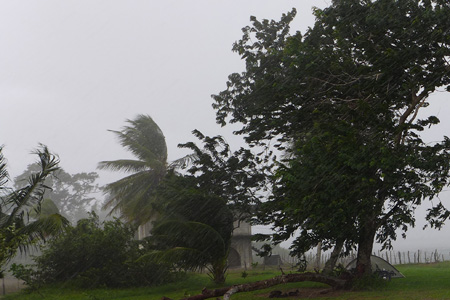 crocket-tree3 crocket-tree3