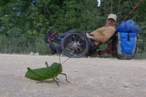 grasshopper grasshopper