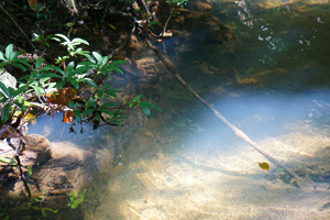 hummingbird4 hummingbird4