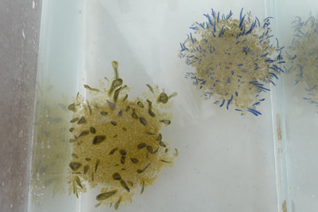 puerto-morelos2 puerto-morelos2