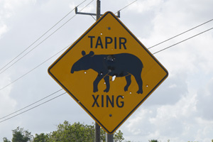 tapir-xing tapir-xing